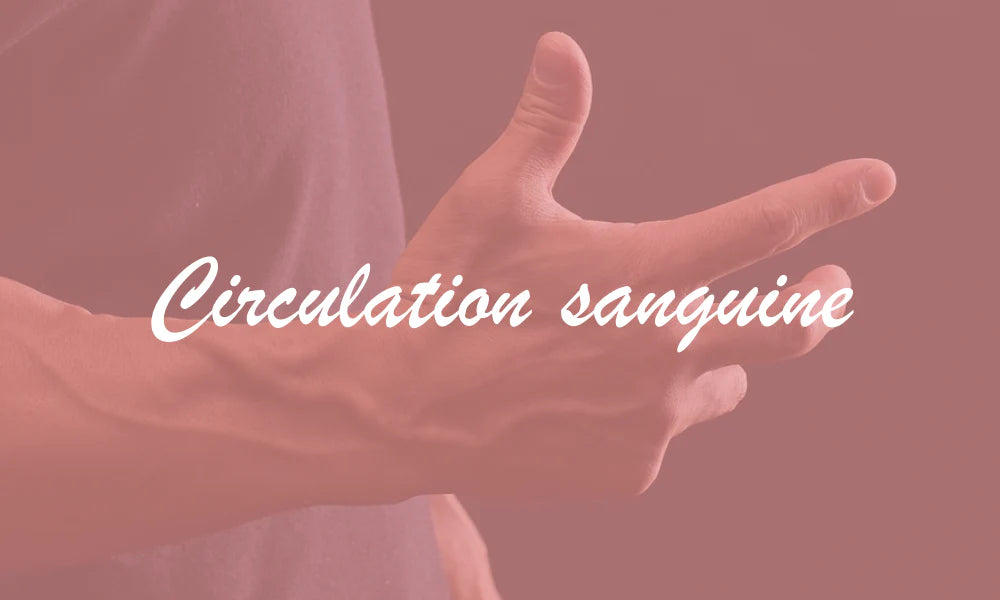 Circulation sanguine