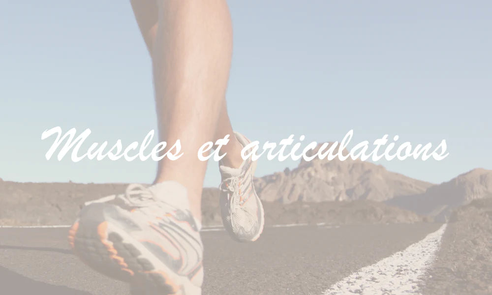 Muscles et articulations